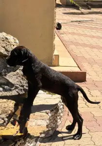 Cane Corso - Tina