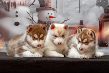 Husky siberian - Yellow