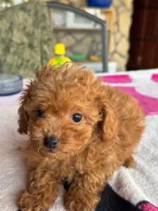 Poodle Toy - Zserbó