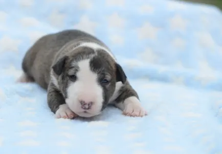 Miniature Bullterrier - Nathan