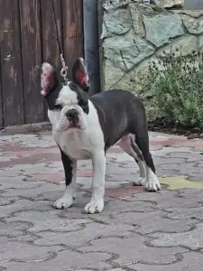 Boston Terrier - Victorias Grande Enzo