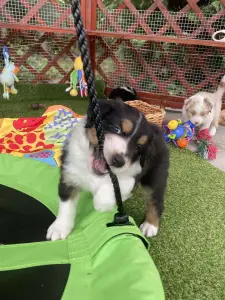 Australian Shepherd - Budnat Aussies