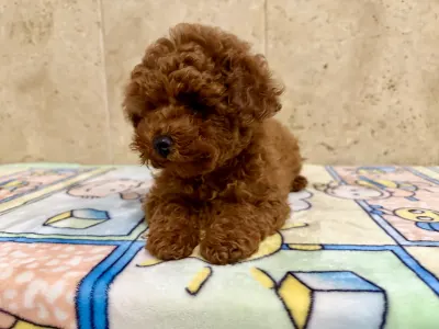 Poodle Miniature - Fendi