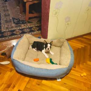 Boston Terrier - Lara