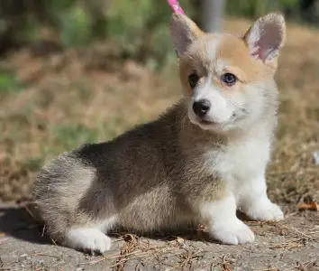 Pembroke Welsh Corgi - Nina