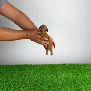 Caniche Toy - Zingo