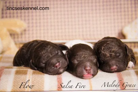 Puli - Tincses-kincsem Lagotto & Puli