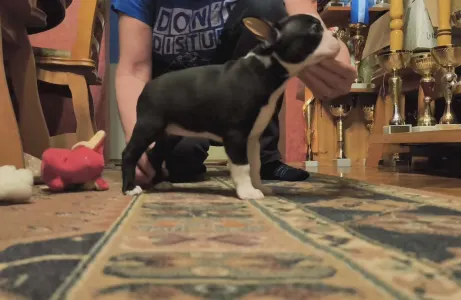 Bostonský teriér - Katy