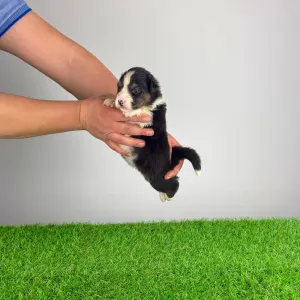 Australian Shepherd - Cagan