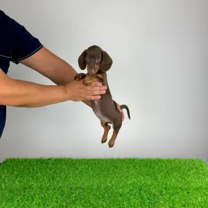 Dachshund - Chubby