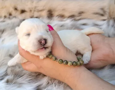 West Highland White Terrier - Buddy