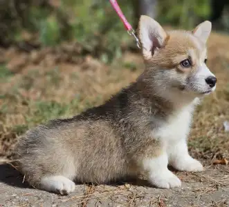 Pembroke Welsh Corgi - Nina