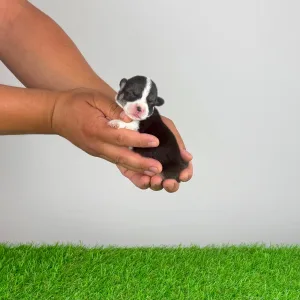 Welsh Corgi Pembroke - Corsa