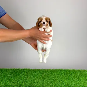 Cavalier King Charles Spaniel - Isabelle