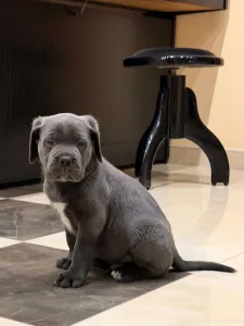 Cane Corso - Thor
