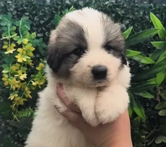 Pyrenean Mountain Dog - Candybelldream Elvis