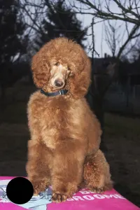 Poodle Standard - Jasper Nable