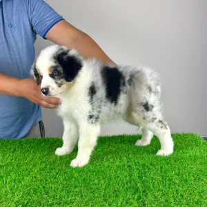 Australian Shepherd - Talizman