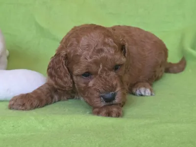 Cavapoo - Jackson