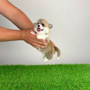 Welsh Corgi Pembroke - Aruna