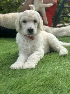 Poodle Standard - Giant Miracles Extazy Lord Of Snow Lenon