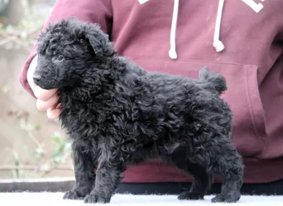 Mudi - Pörgelóci Spuri