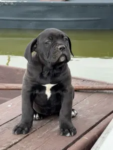 Cane Corso Italiano - Sonja