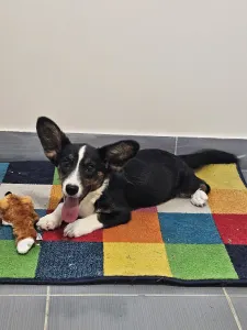 Welsh corgi - Rubin