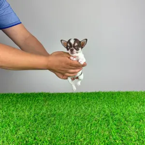 Chihuahua - Ede