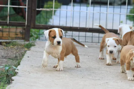 Amstaff - King Of Montenegro Kennel