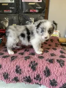 Border Collie - Blue Merle Kan 