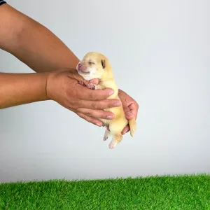 Shiba inu - Yuki