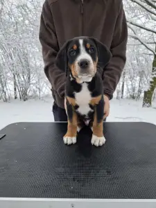 Great Swiss Mountain Dog - Jotunns Reach Asbjorn