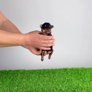 Yorkshire Terrier - Rosaria