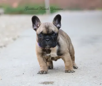 Francia bulldog - Yasmine 