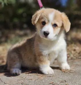Pembroke Welsh Corgi - Nudli