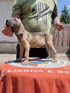 Brazil masztiff - Igor De Oro Puro 