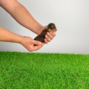 Yorkshire Terrier - Lemoro