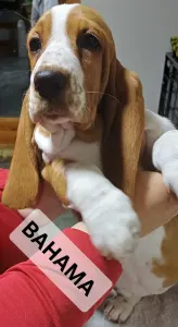 Basset Hound - Bahama