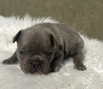 Bulldog francez - Carter