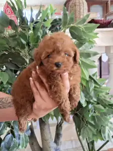 Caniche Toy - Pudel Toy F