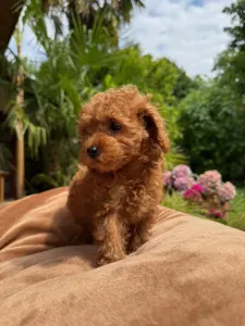 Poodle Miniature - Erik