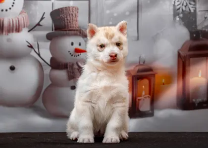 Husky siberian - Red