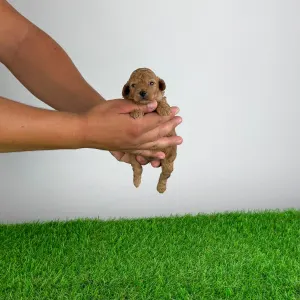 Pudel miniaturowy - Blanche