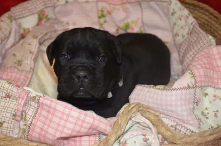 Cane Corso Italiano - Dolce Assassino Primus
