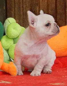 Francia bulldog - Enea