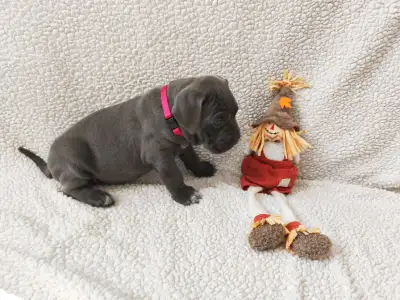 Cane Corso Italiano - Forza Di Diavolo Dakota