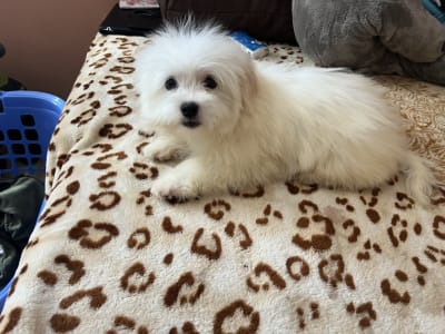 Coton de Tulear - Cote D’ Azur