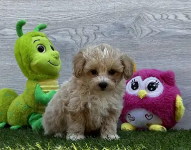 Maltipoo - Polly