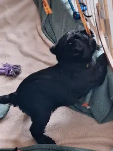 Pinczer małpi - Asmos